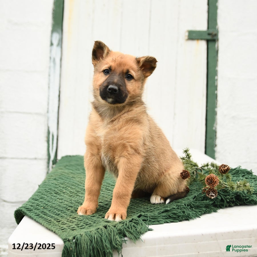 Mixed Breed dogs Bliss - Ad 7