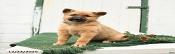 Mixed Breed dogs for sale: Bliss - Ad 1