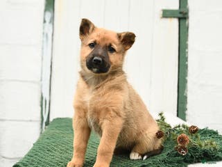 Mixed Breed dogs Bliss - Ad 14