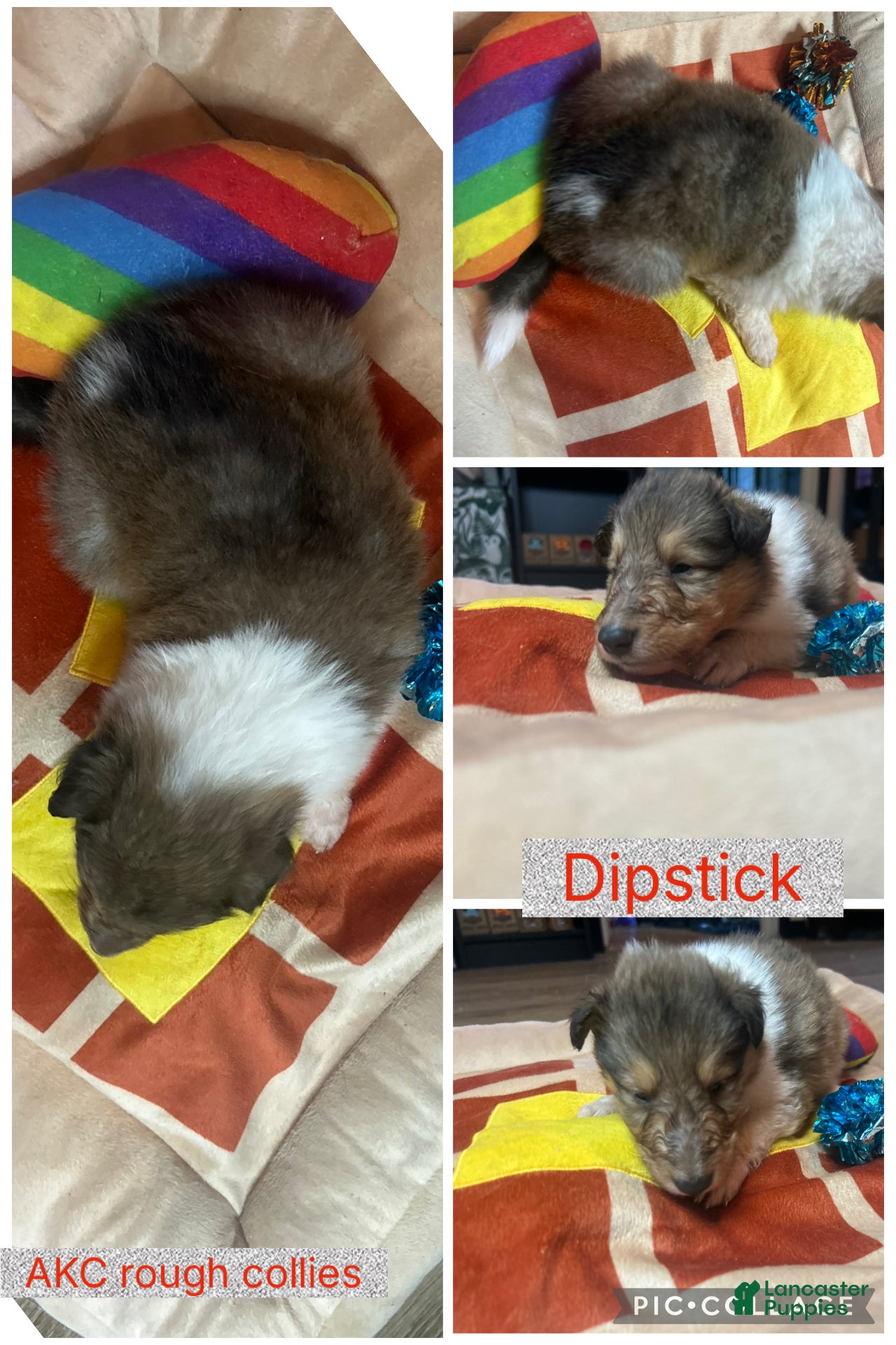 Collie dogs Dipstick - Ad 6