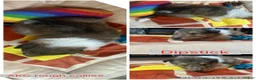 Collie dogs for sale: Dipstick - Ad 1