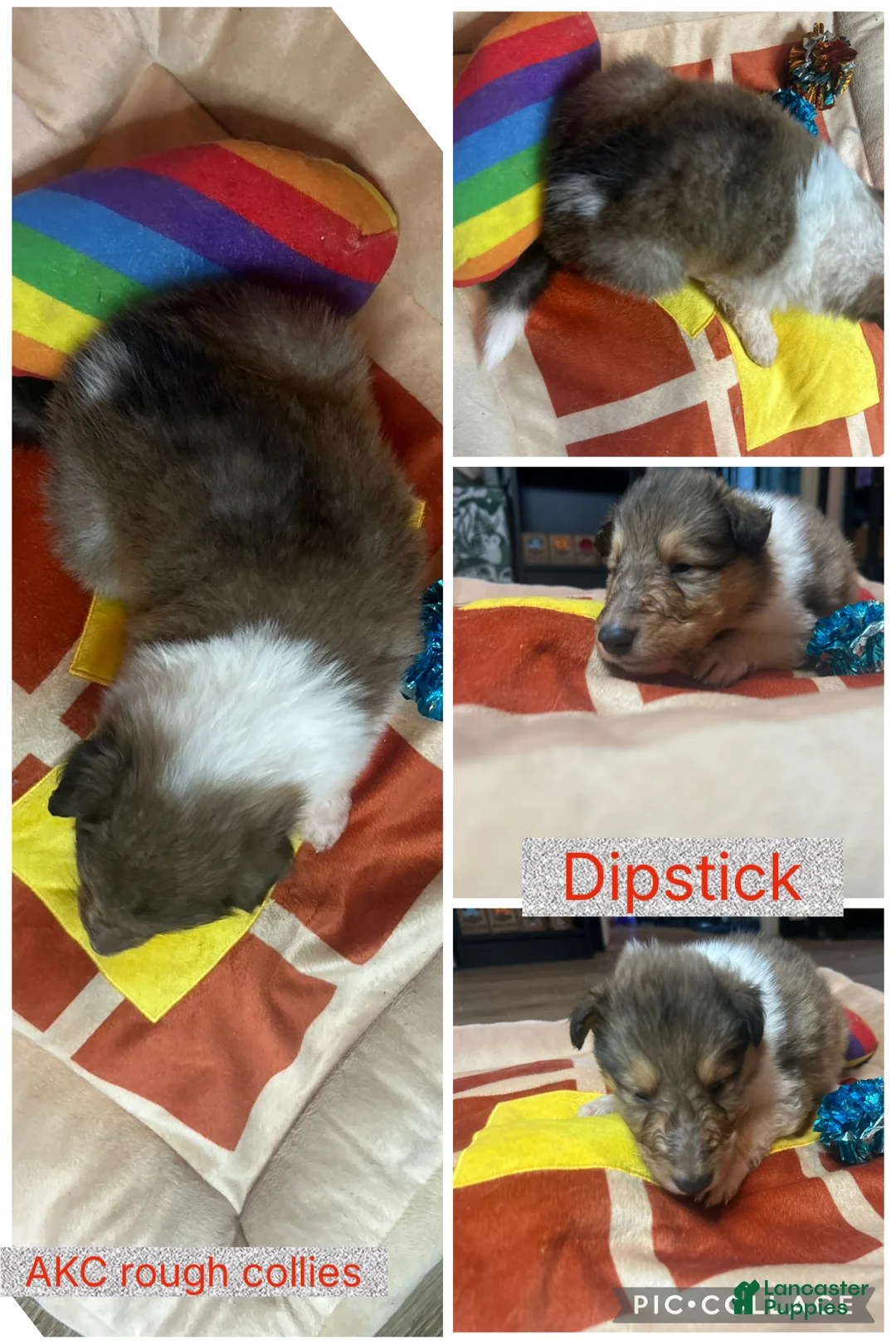 Collie dogs for sale: Dipstick - Ad 1