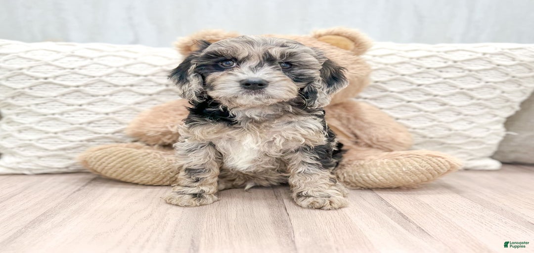 Gallery Image {{count}}