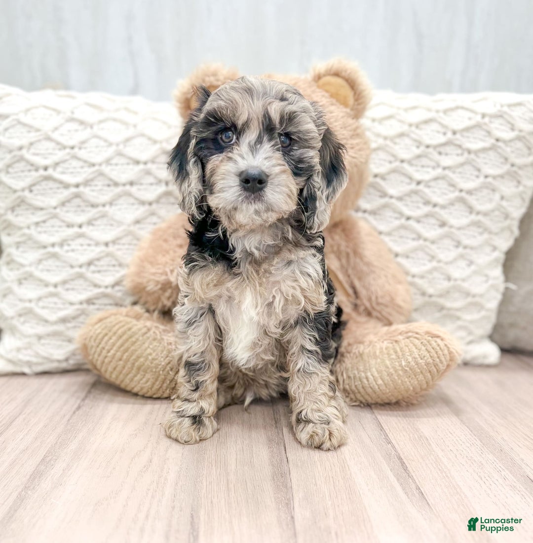 Gallery Image {{count}}