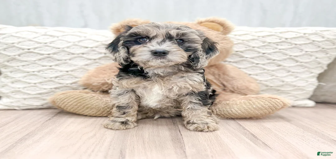 Gallery Image {{count}}