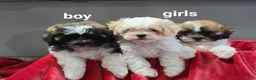 Teddy Bear dogs for sale: Ginger  - Ad 7