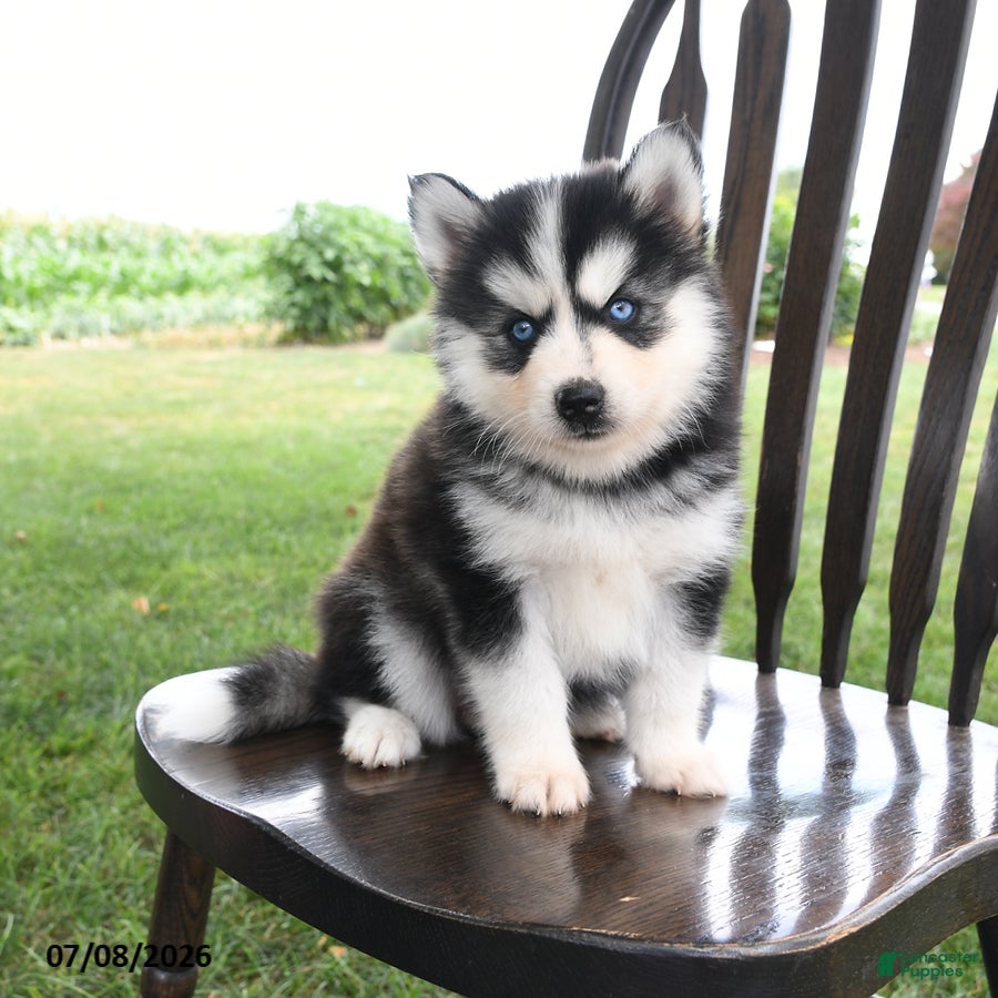 Pomsky dogs Alaska - Ad 2