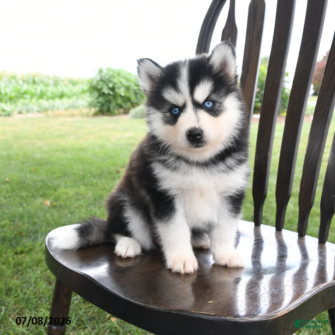 Pomsky dogs for sale: Alaska - Ad 2
