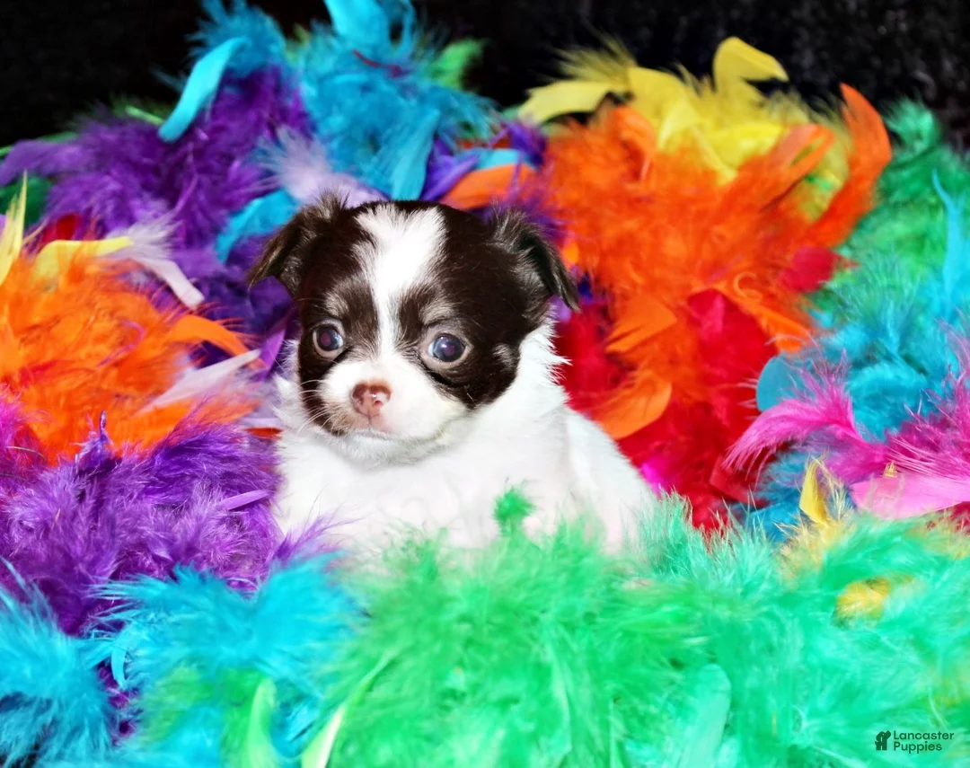 Chihuahua dogs for sale: Haven - Ad 2