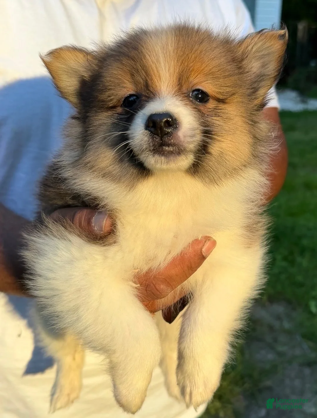Pomeranian dogs for sale: Pomeranian Puppy 1 - Ad 1
