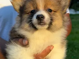 Pomeranian dogs Pomeranian Puppy 1 - Ad 9