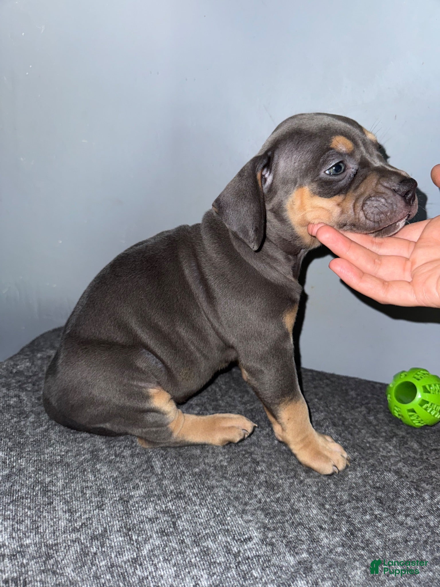 American Bully dogs Sadie - Ad 2