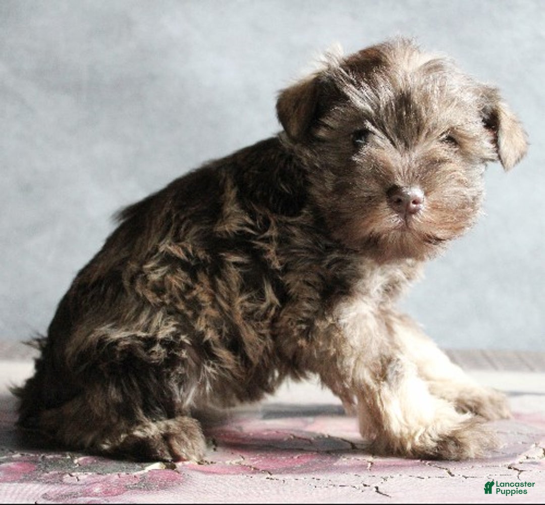 Miniature Schnauzer dogs for sale: Felicity - Ad 2