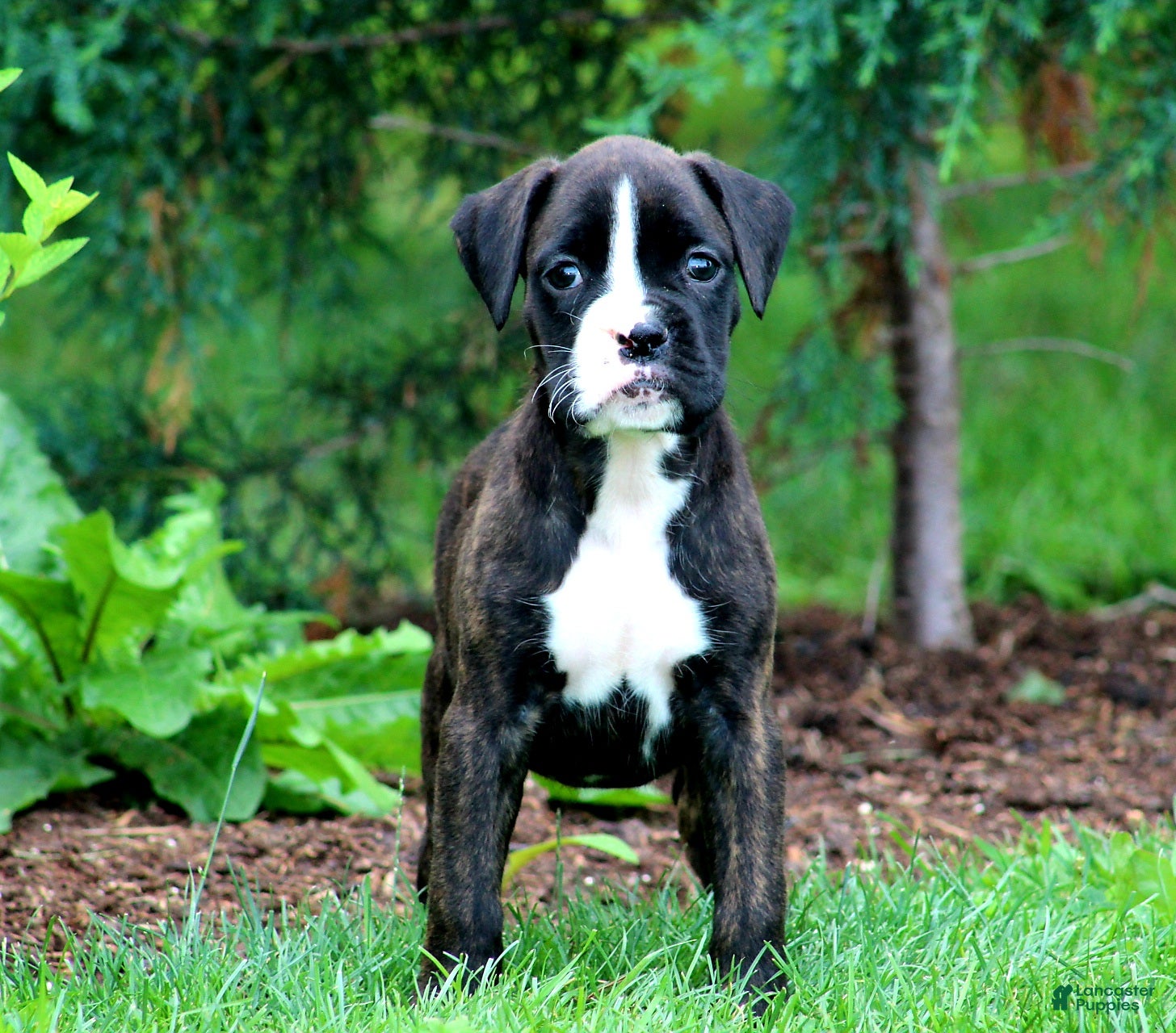 Boxer dogs Lilac  - Ad 1