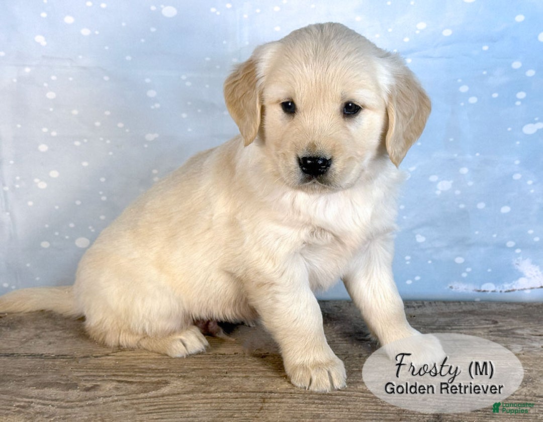 Golden Retriever dogs for sale: Frosty - Ad 4