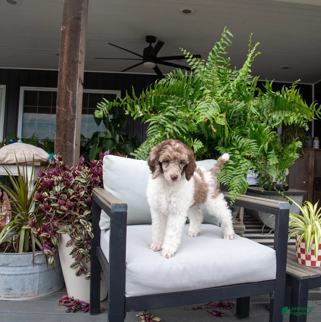 Standard Poodle dogs for sale: Firefly - Ad 1