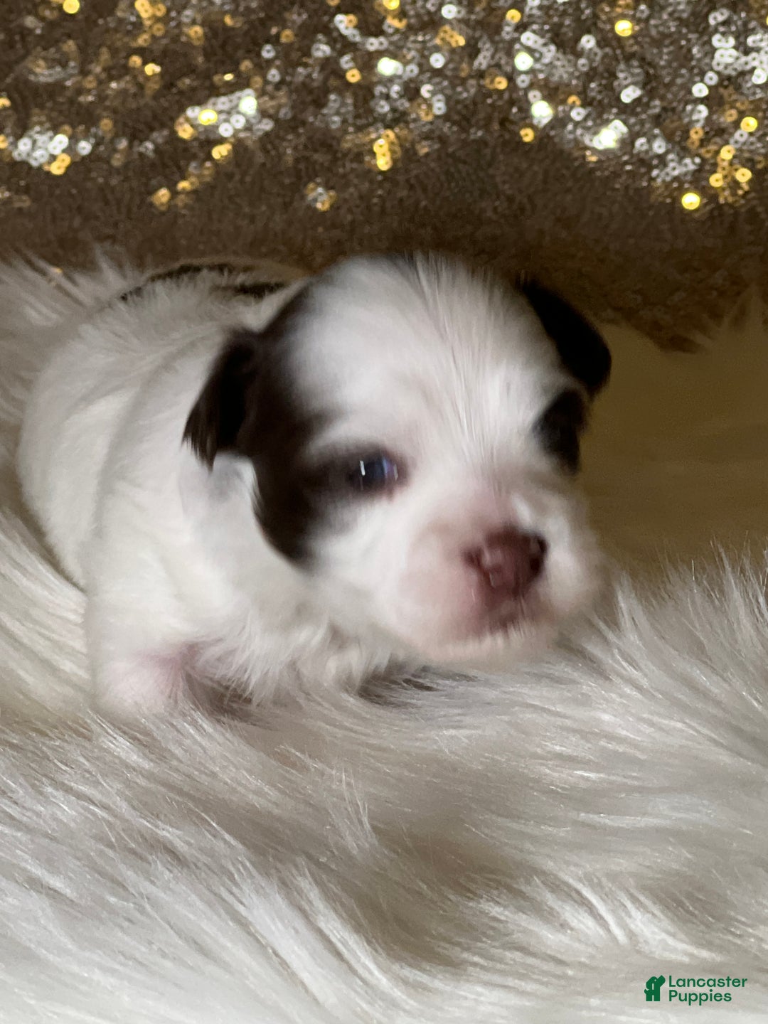 Havanese dogs for sale: Panda Girl - Ad 2