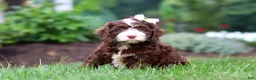 Cockapoo dogs for sale: Hazel - Ad 6