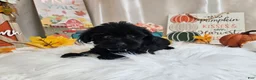 Yorkiepoo dogs for sale: Ace J. - Ad 3
