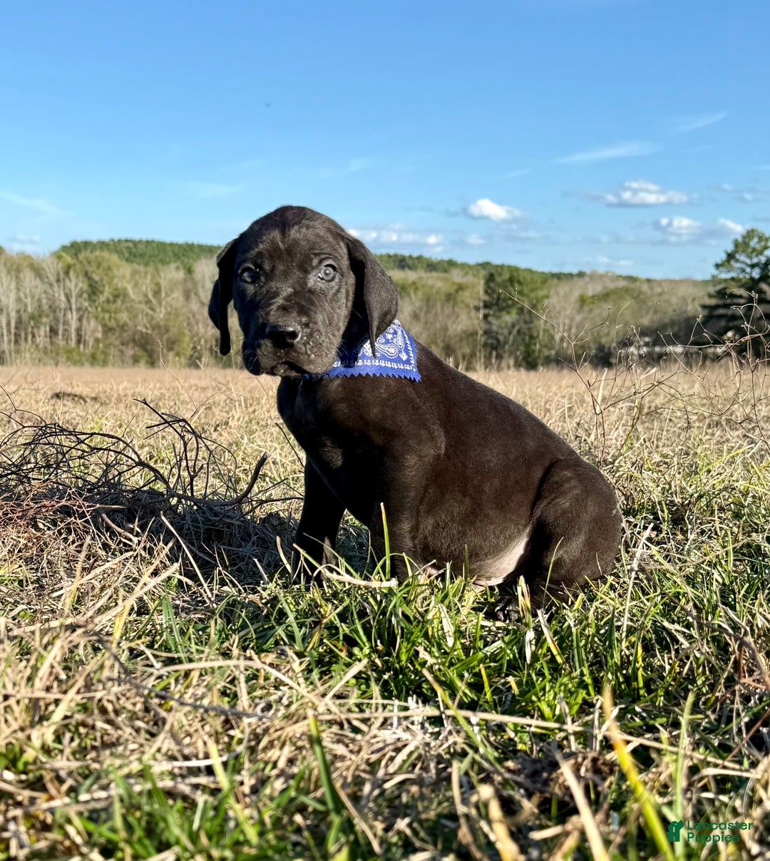 Great Dane dogs for sale: Solid Black Alabama - Big Al.  - Ad 6