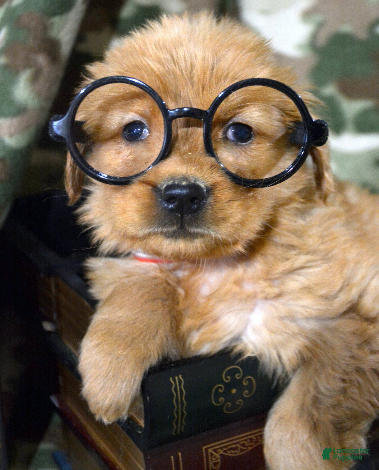 Golden Retriever dogs Golden Retriever Puppy 4 Grant - Ad 37