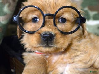 Golden Retriever dogs Golden Retriever Puppy 4 Grant - Ad 37