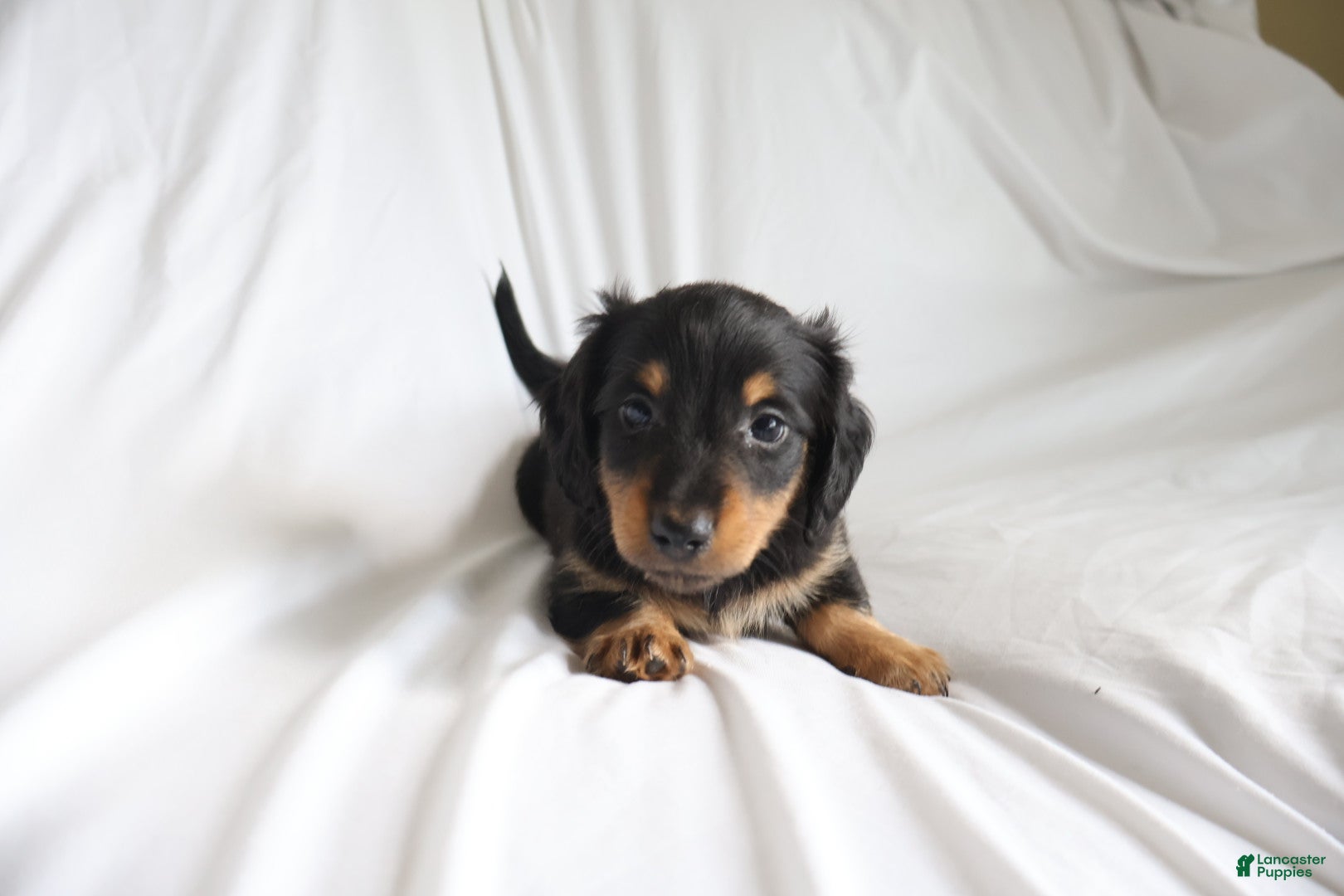Dachshund dogs Chace - Ad 2