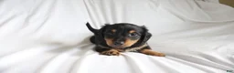 Dachshund dogs for sale: Chace - Ad 2