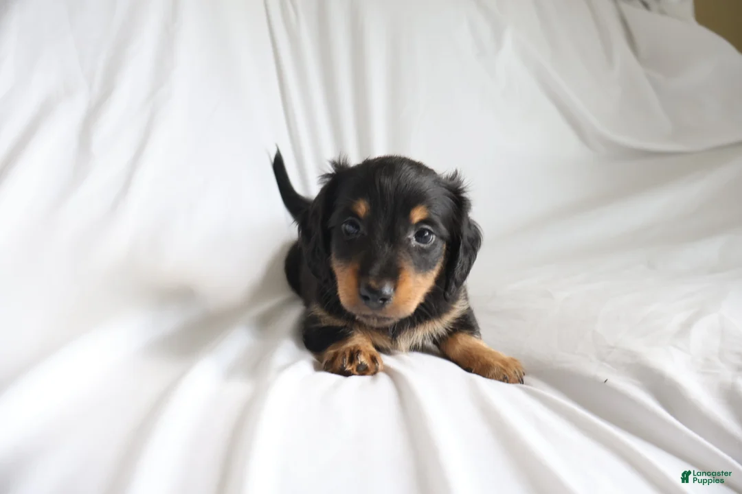 Dachshund dogs for sale: Chace - Ad 2
