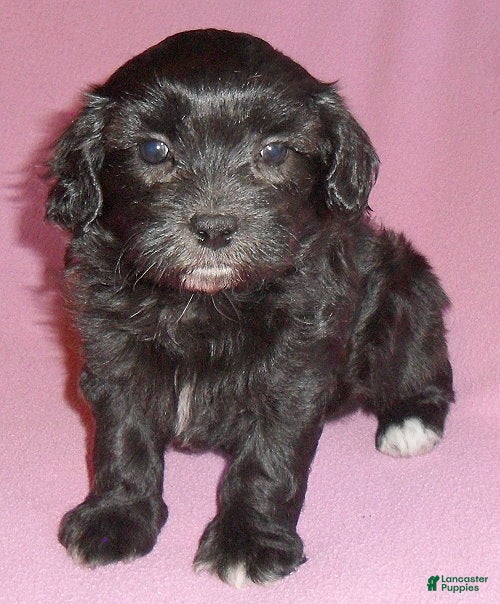 Shihpoo dogs for sale: Cinders - Ad 2