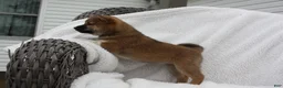 Shiba Inu dogs for sale: Karis - Ad 7