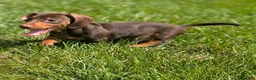 Miniature Dachshund dogs for sale: Comet - Ad 10