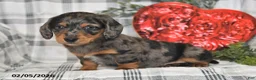 Miniature Dachshund dogs for sale: Snickers - Ad 1