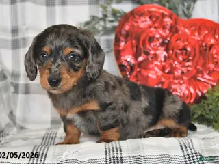 Miniature Dachshund dogs for sale: Snickers - Ad 2