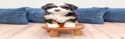 Mini Bernedoodle dogs for sale: Allie - Ad 3