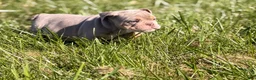 English Bulldog dogs for sale: English Bulldog 1 - Ad 6