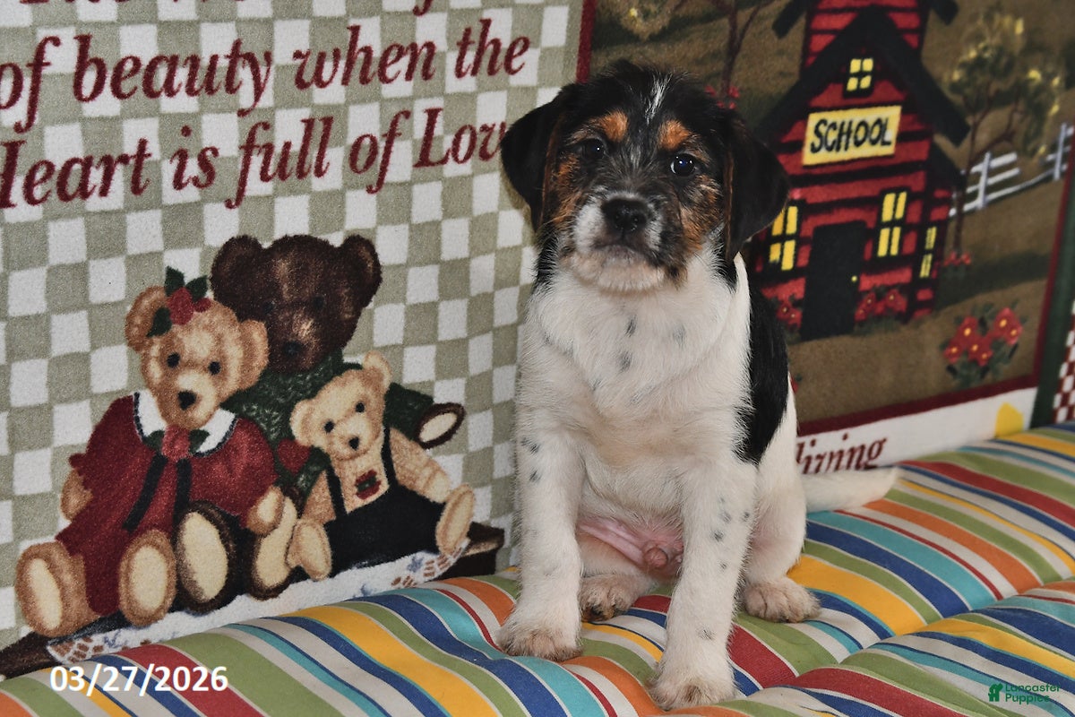 Mixed Breed dogs Ace - Ad 1