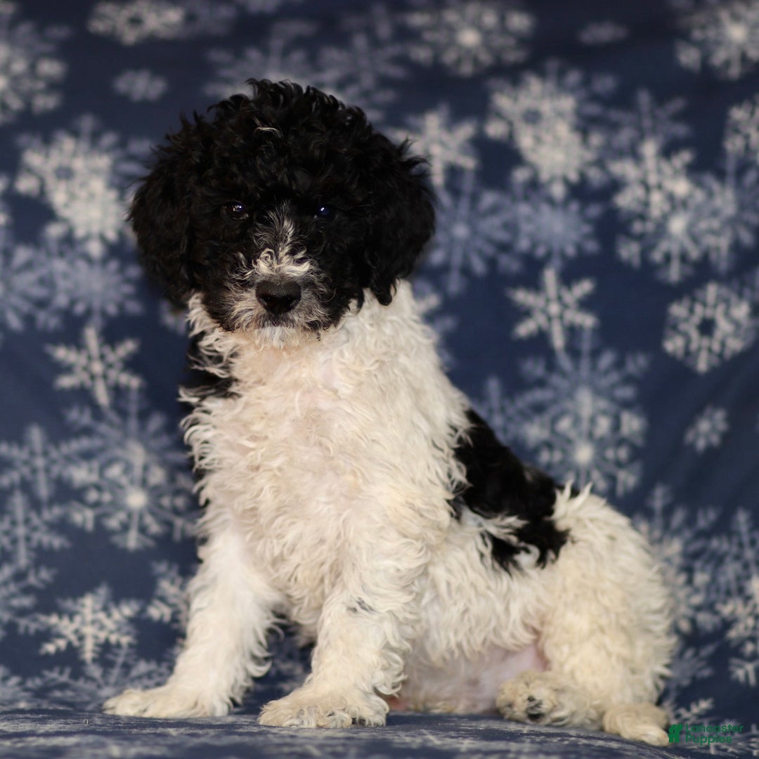 Sheepadoodle dogs for sale: Kyle - Ad 3