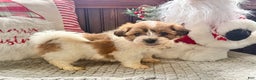 Teddy Bear dogs for sale: Rover  - Ad 1
