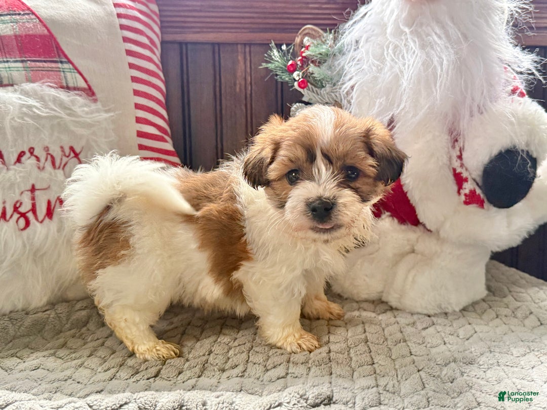 Teddy Bear dogs for sale: Rover  - Ad 1