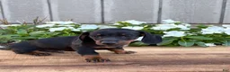Miniature Dachshund dogs for sale: Coffee - Ad 5