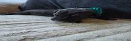 Mixed Breed dogs for sale: Blue - Ad 15