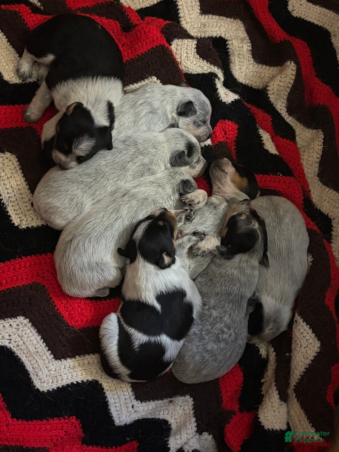Australian Cattle Dog dogs for sale: Larry - Ad 6
