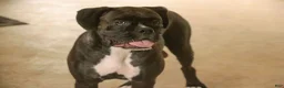 Boxer dogs for sale: Hank - Ad 11