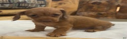 Miniature Dachshund dogs for sale: Penny - Ad 2