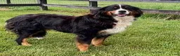 Mini Bernedoodle dogs for sale: Nova🌸 - Ad 6