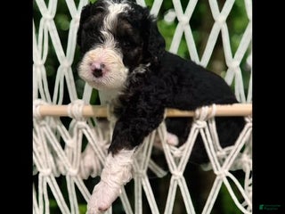 Bernedoodle dogs - Ad 28