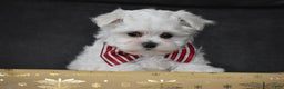 Maltese dogs for sale: Scamp - Ad 3
