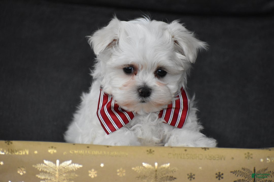 Maltese dogs for sale: Scamp - Ad 3