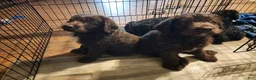 Labradoodle dogs for sale: Labradoodle chocolate black collar - Ad 13
